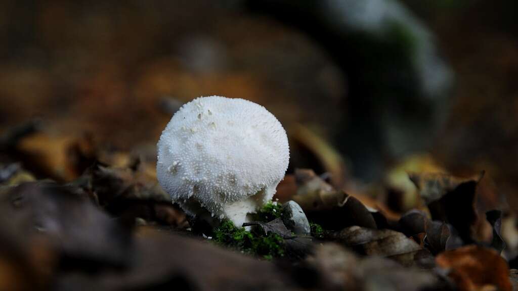 Imagem de Lycoperdon perlatum Pers. 1796