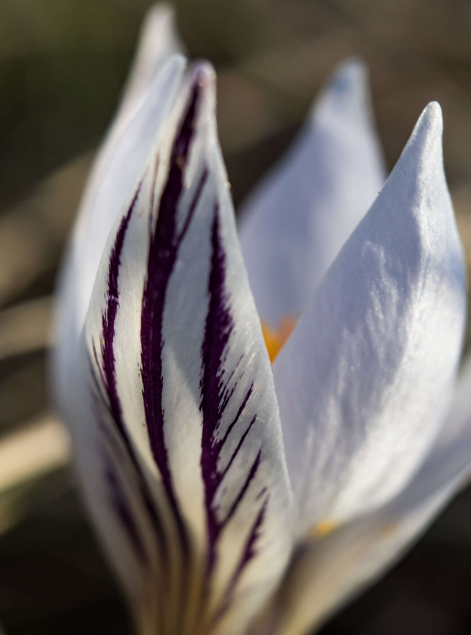 Image of Crocus variegatus Hoppe & Hornsch.