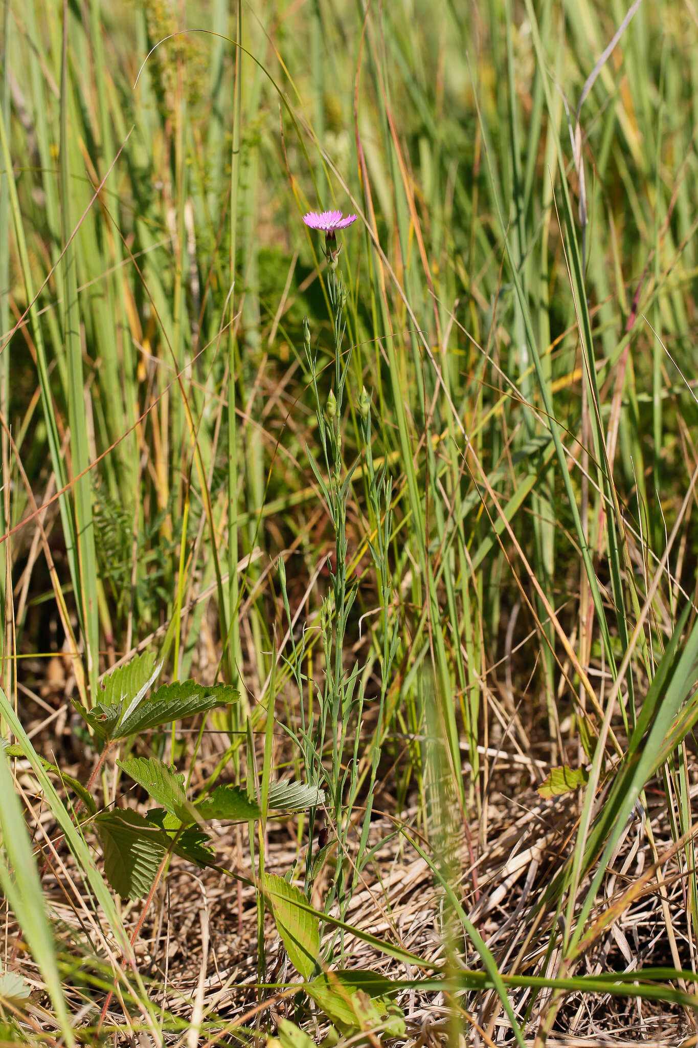 Image of China pink