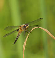 Image of Four-spotted Chaser