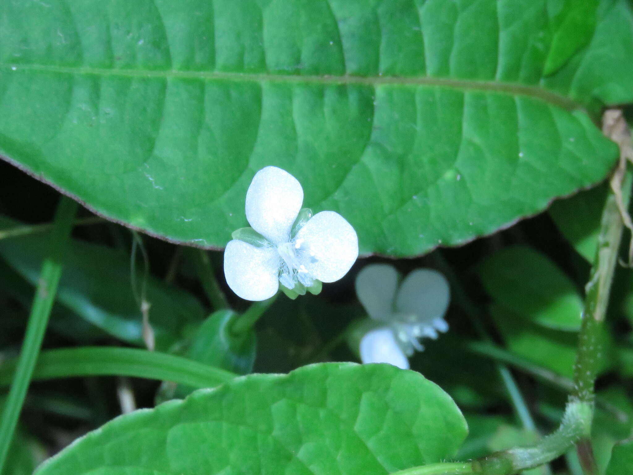 Image of Murdannia loriformis (Hassk.) R. S. Rao & Kammathy