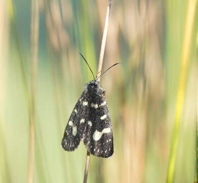 Imagem de Phalaenoides tristifica Hb. 1819