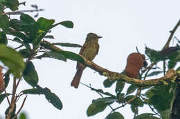 Image of Rufous-tailed Flatbill