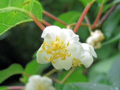 Image of <i>Actinidia polygama</i> (Siebold & Zucc.) Maxim.
