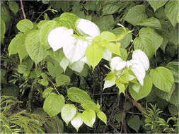 Image of silver vine