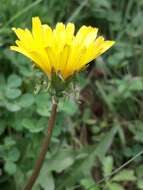 Image of Taraxacum longicorne Dahlst.