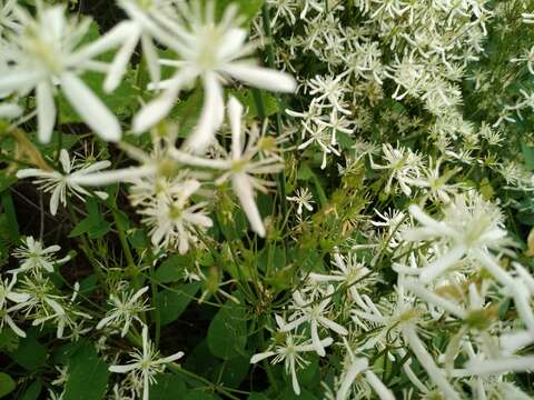 Clematis terniflora var. mandshurica (Rupr.) Ohwi resmi