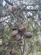 Image of Hakea lissosperma R. Br.