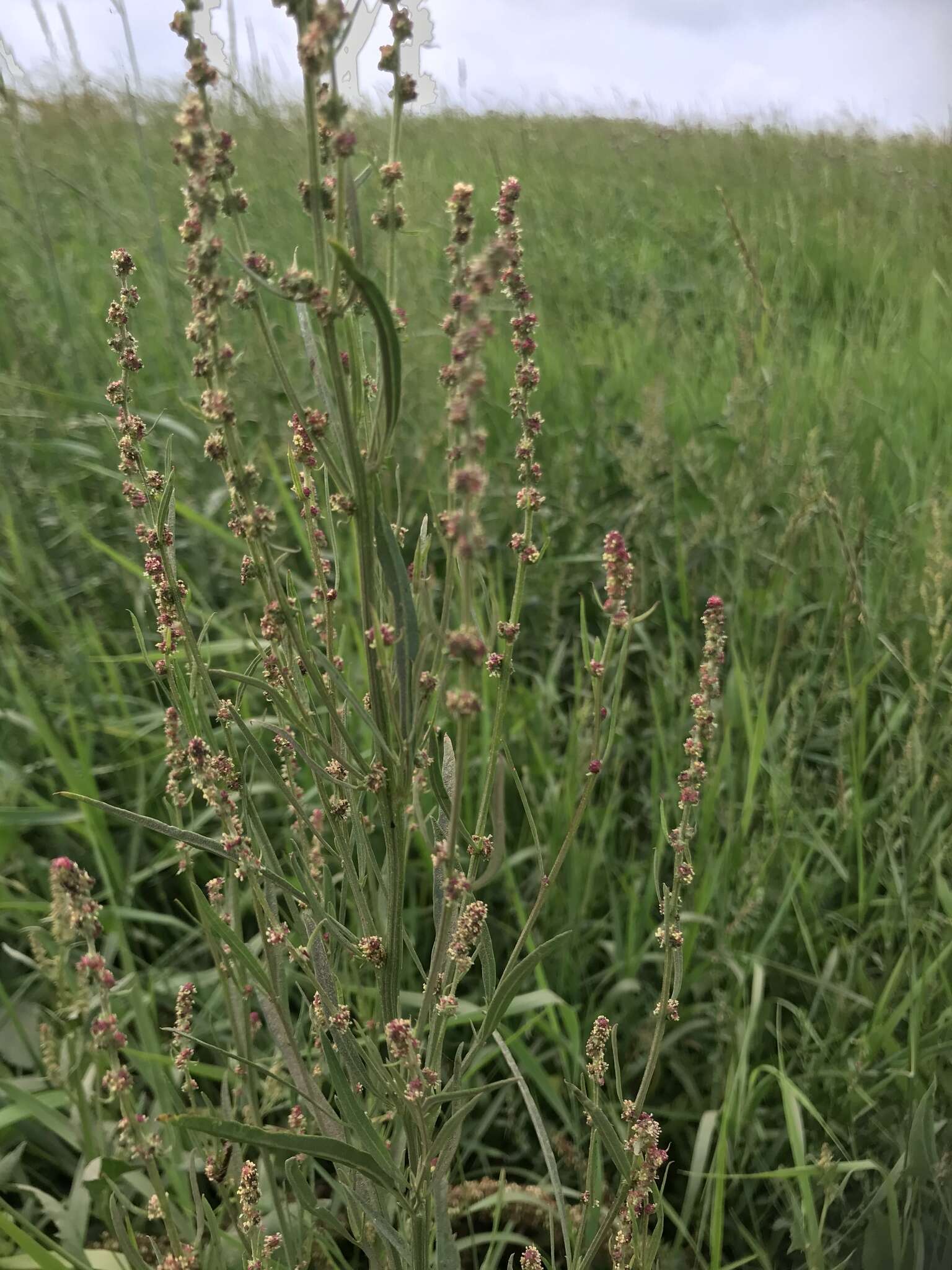 Image of Grass-leaved orache