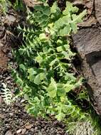 Image of Sonchus latifolius (Lowe) R. Jardim & M. Seq.