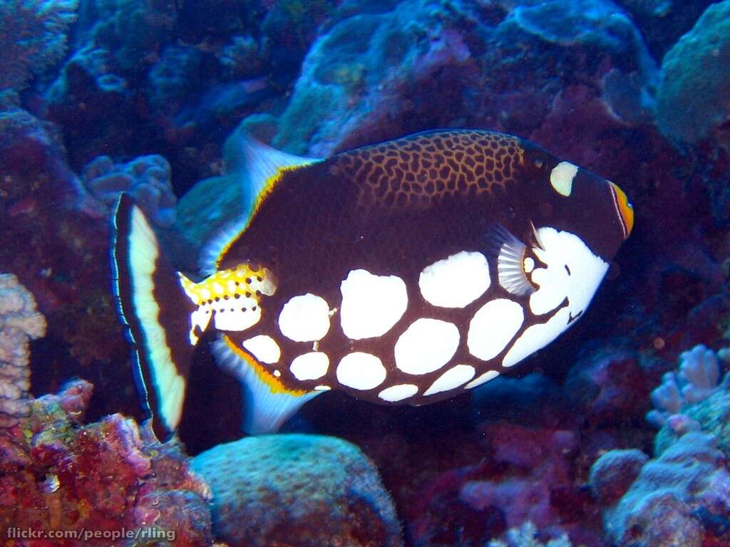 Image of clown triggerfish