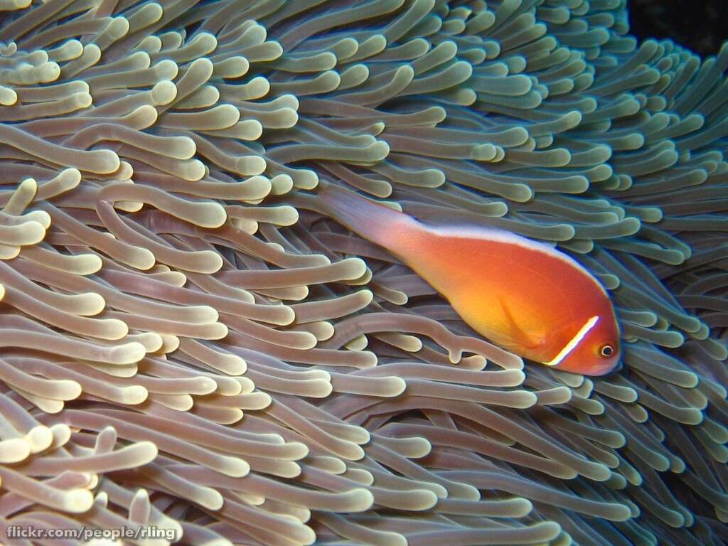 Image of Pink anemonefish