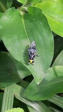 Image of Cyphomyia wiedemanni Gerstaecker 1857