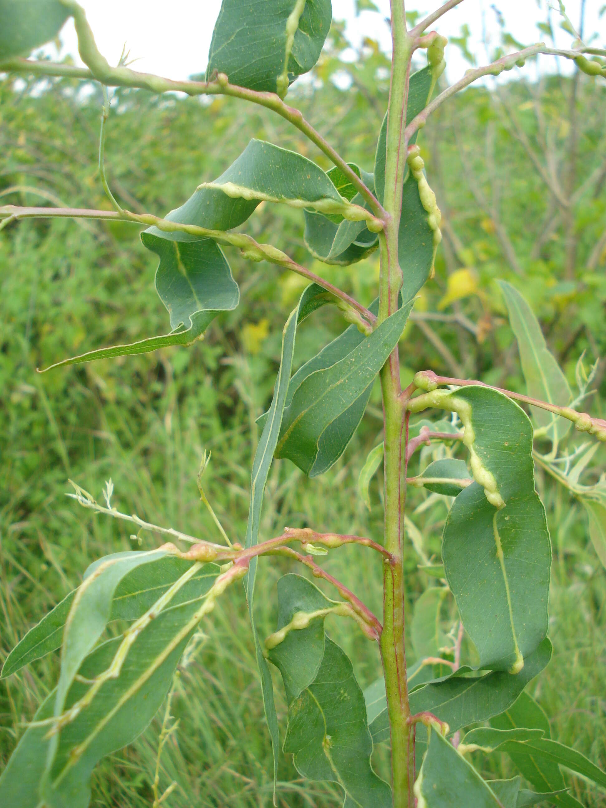 Image of Gall wasp