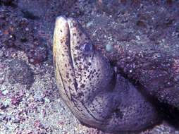 Image of Brown speckled eel