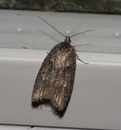 Image of Dull Flatbody Moth