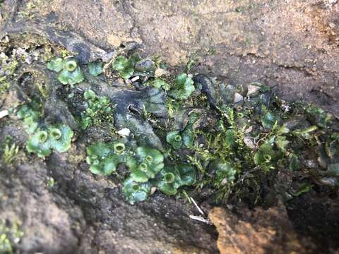 Image of Marchantia polymorpha subsp. ruderalis Bischl. & Boissel.-Dub.