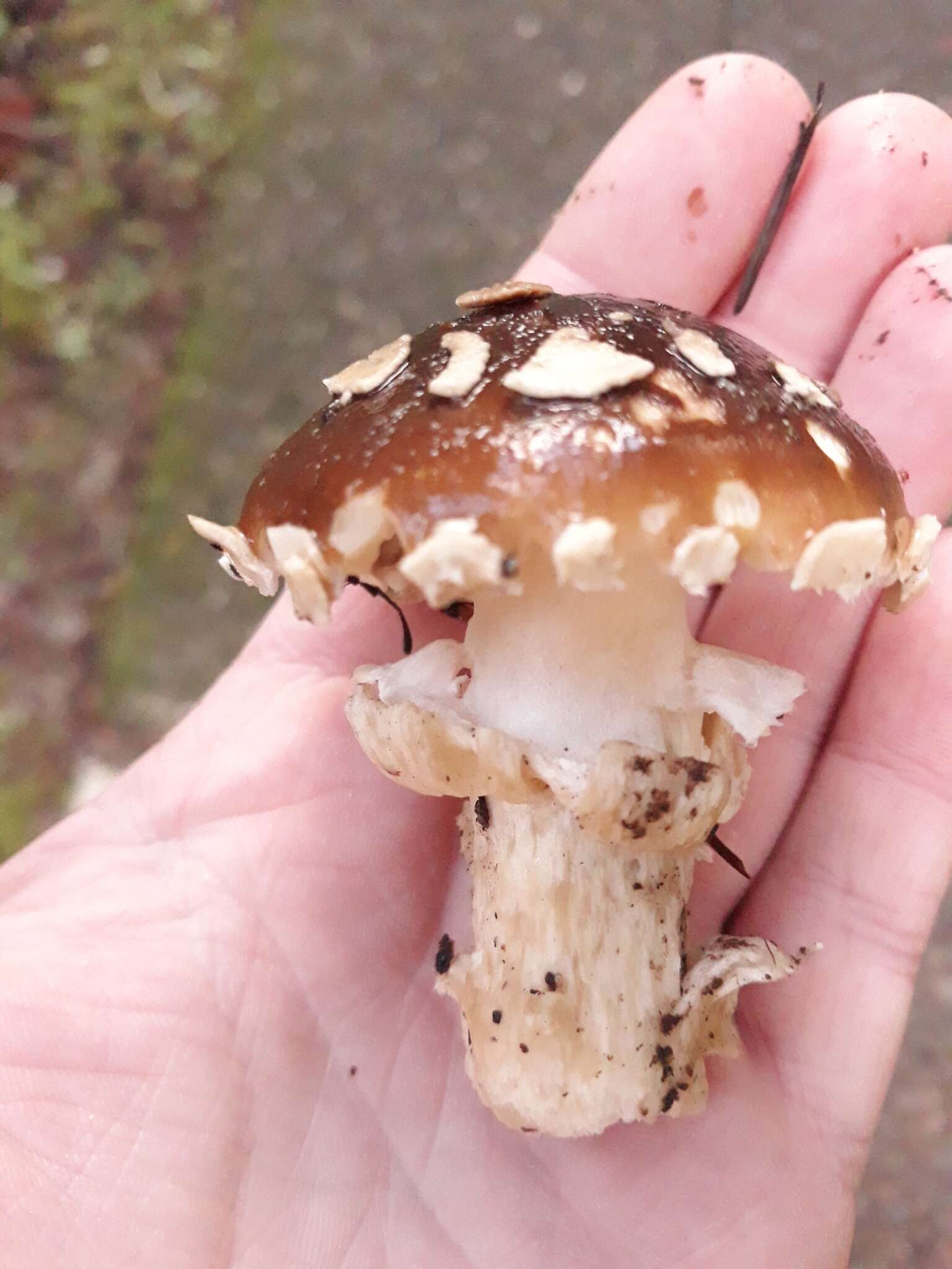 Image of Amanita pantherinoides Murrill 1912