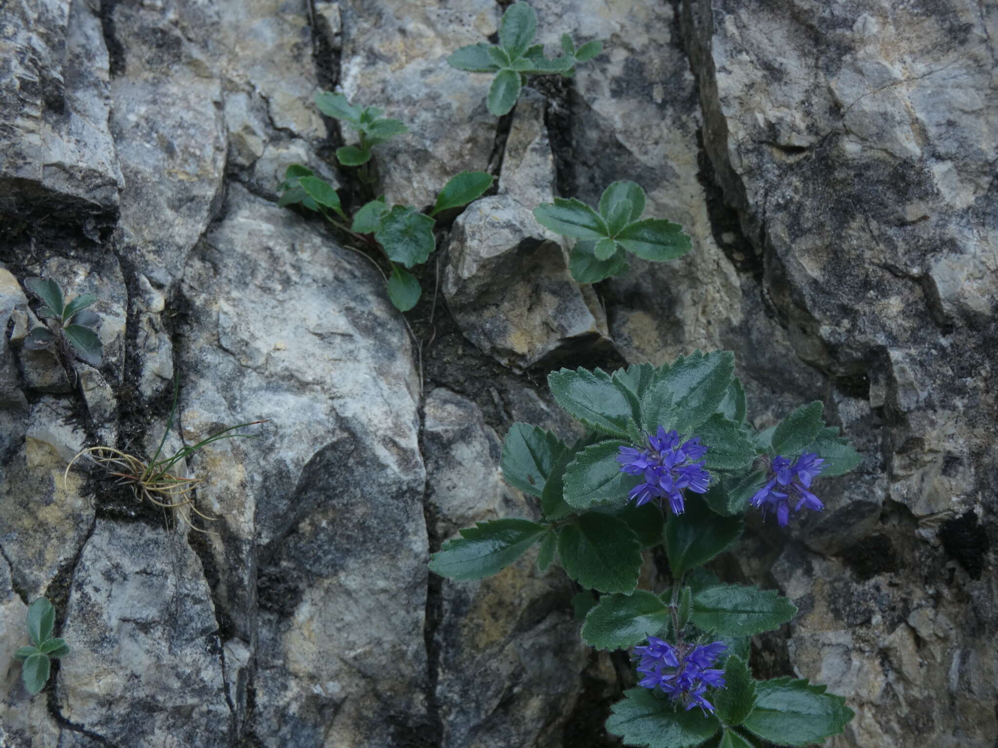 Image de Paederota bonarota (L.) L.