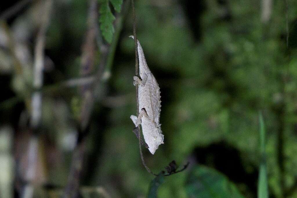 Image of Elongate Leaf Chameleon