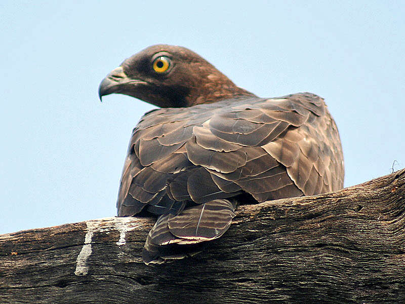 Image of Crested Honey Buzzard