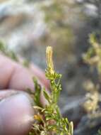 Image of dwarf goldenbush