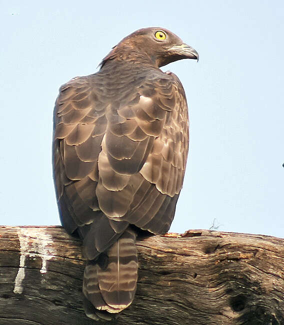 Image of Crested Honey Buzzard