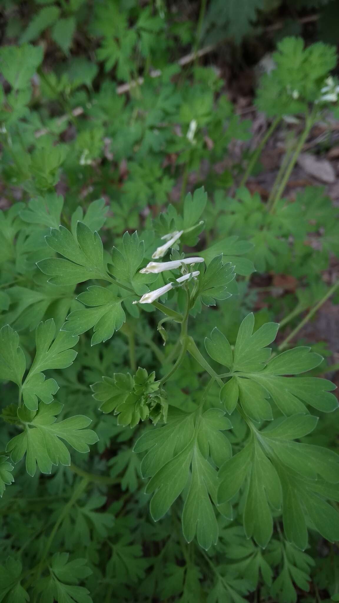 Image de Corydalis capnoides (L.) Pers.