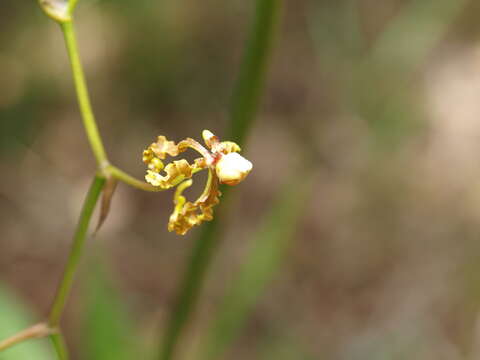 Image of Cyrtochilum divaricatum (Lindl.) Dalström