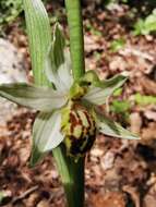 Image of Bee orchid