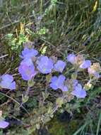 Sivun Euphrasia collina subsp. diversicolor W. R. Barker kuva