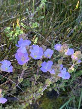 Image of Euphrasia collina subsp. diversicolor W. R. Barker