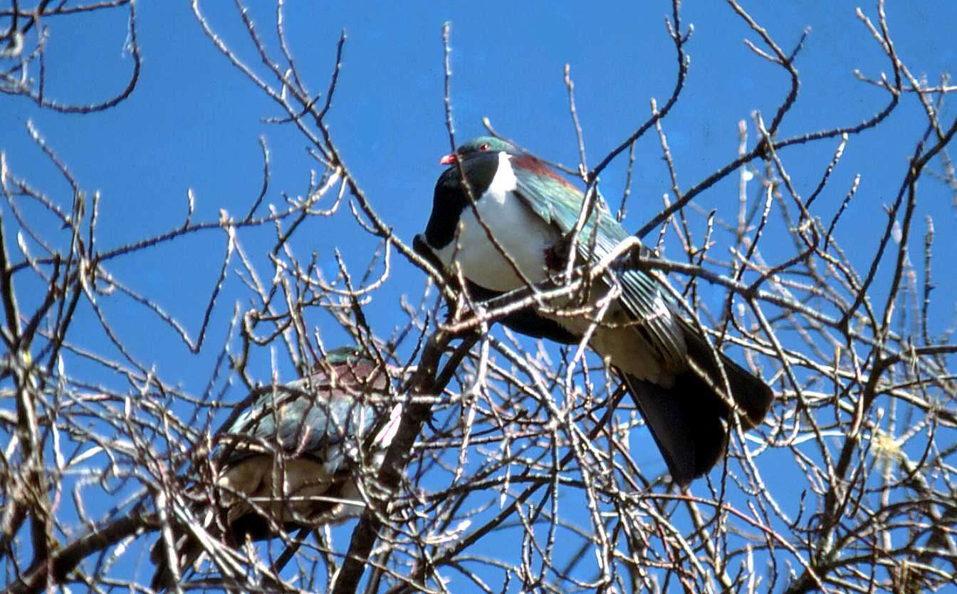 Image of Kererū