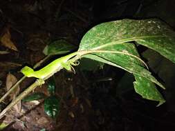 Image of Ihering's fathead anole