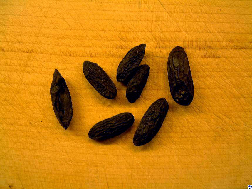 Image of tonka bean