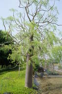 Image of Bottle Tree