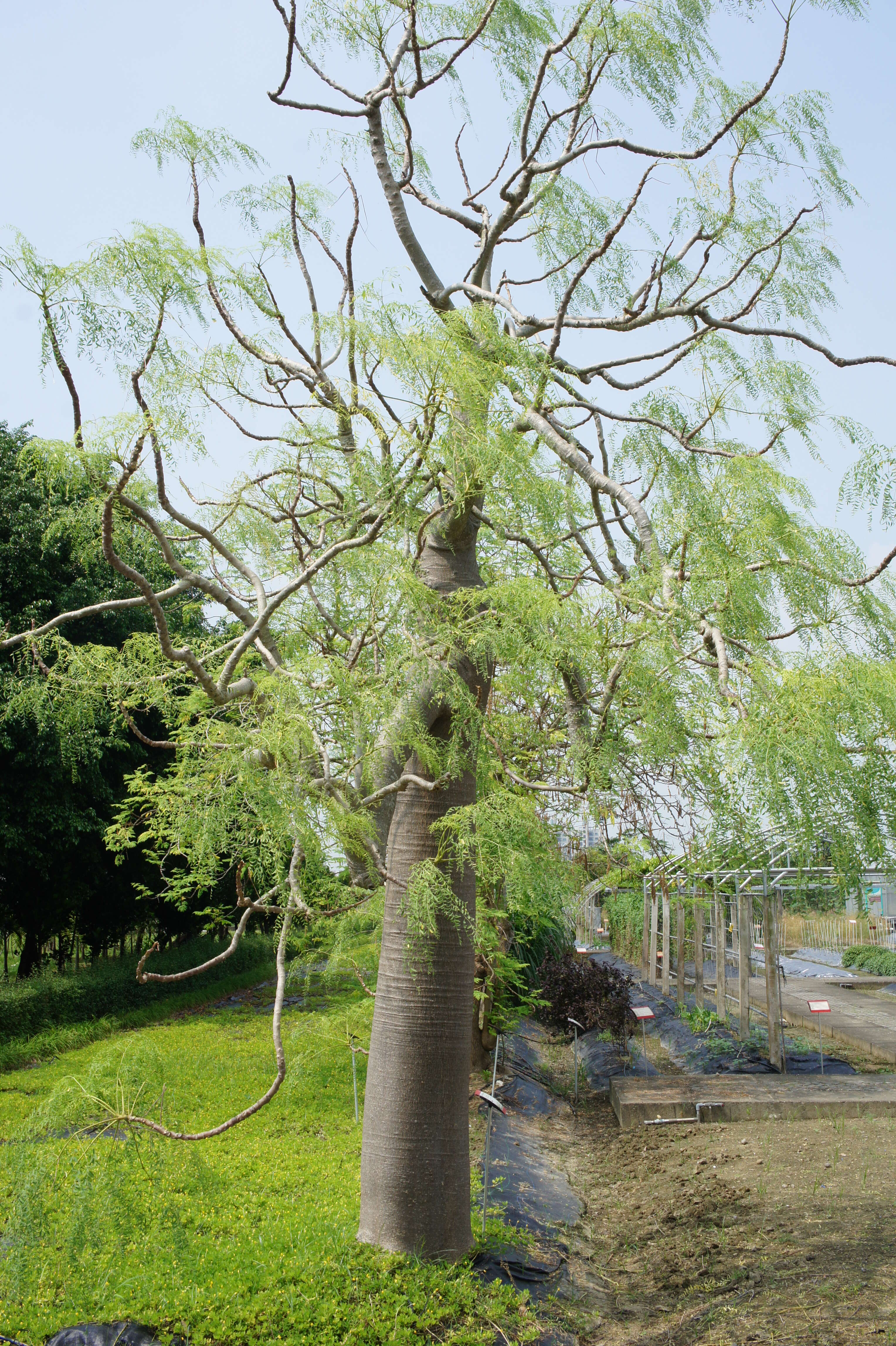 Image of Bottle Tree