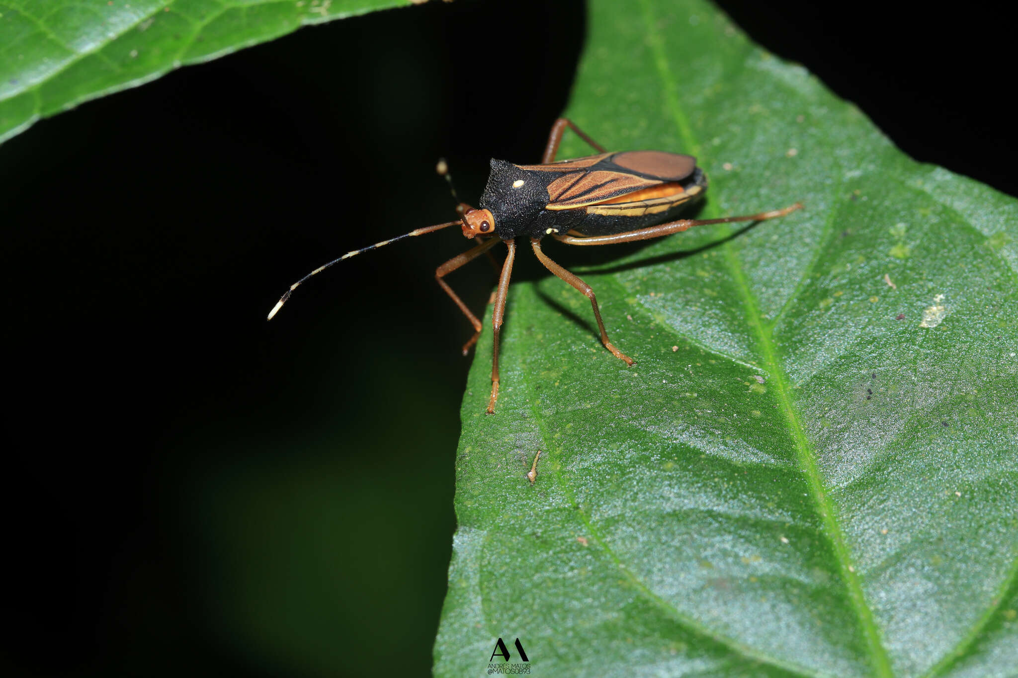 Plancia ëd Anasa nigricollis Stål 1870