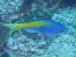 Image of Yellowtail blue snapper