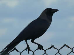 Imagem de Corvus splendens maledivicus Reichenow 1904