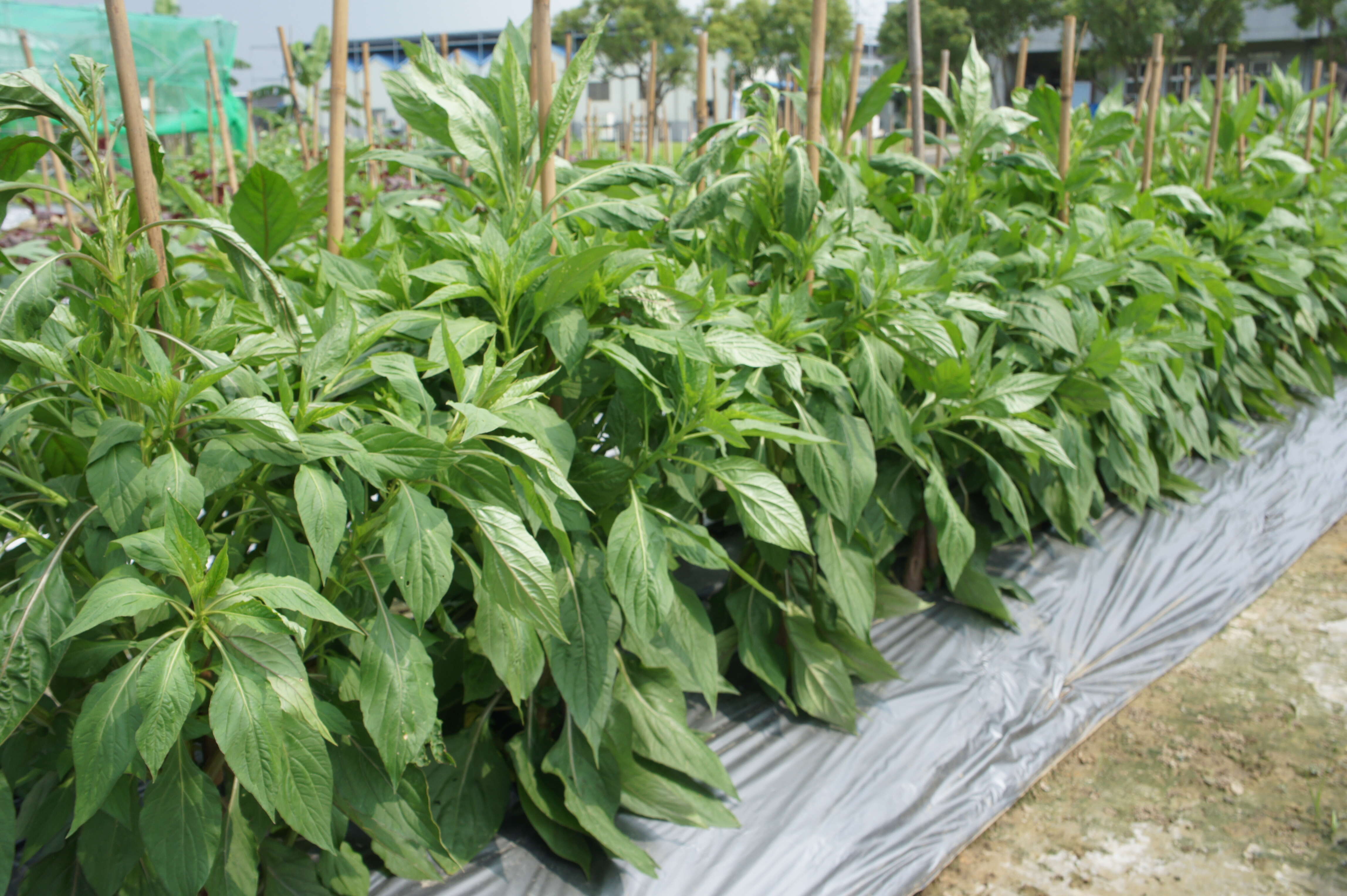 Imagem de Celosia argentea L.