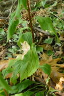 Image of Atlantic goldenrod