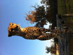 Image of Namibian cheetah