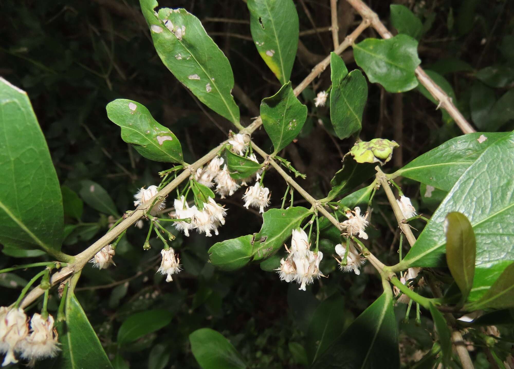 Image of Empogona coriacea (Sond.) Tosh & Robbr.