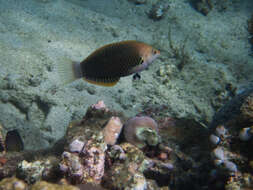 Image of Axil spot wrasse