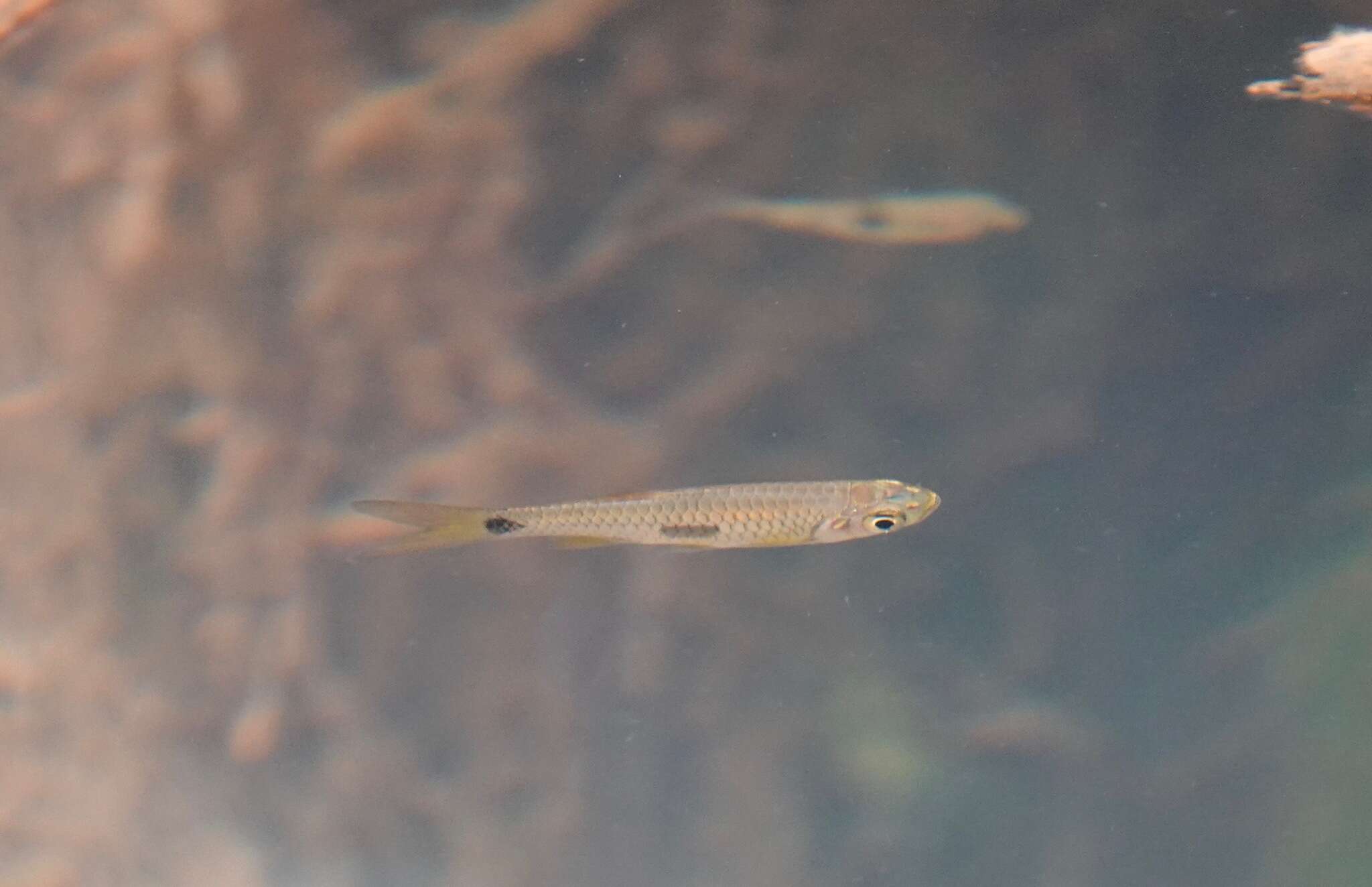 Слика од Rasbora elegans Volz 1903