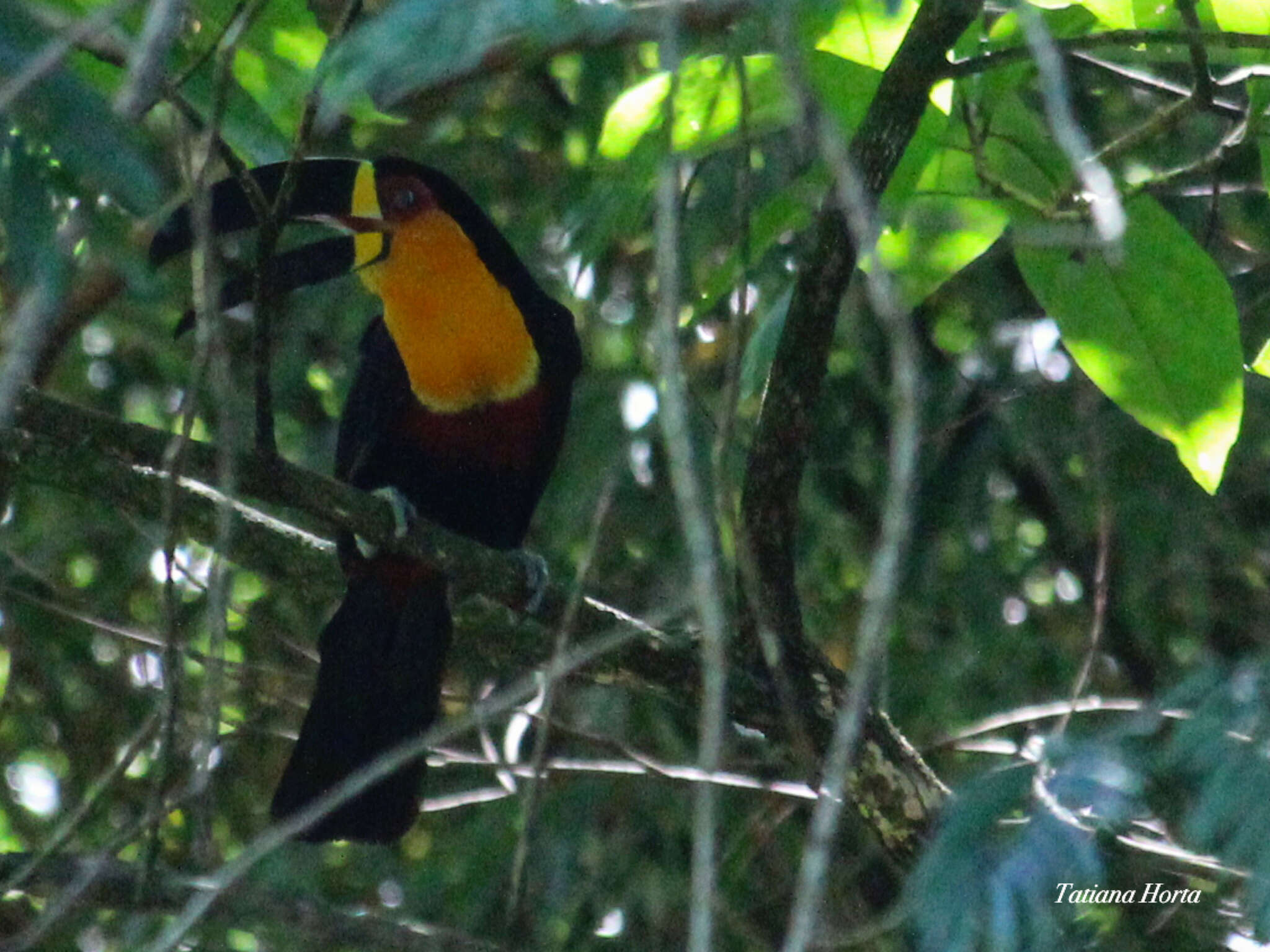 Image of Ramphastos vitellinus ariel Vigors 1826