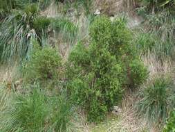 Image of Hypericum balearicum L.