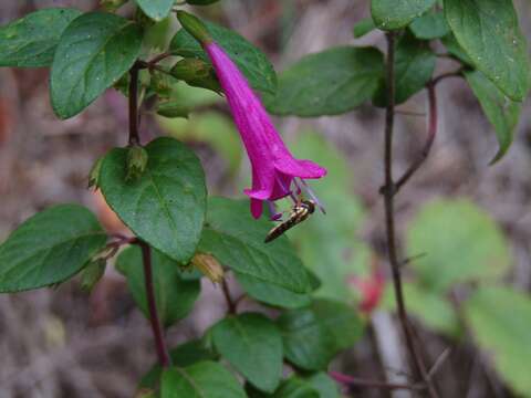 Plancia ëd Clinopodium multiflorum (Ruiz & Pav.) Kuntze