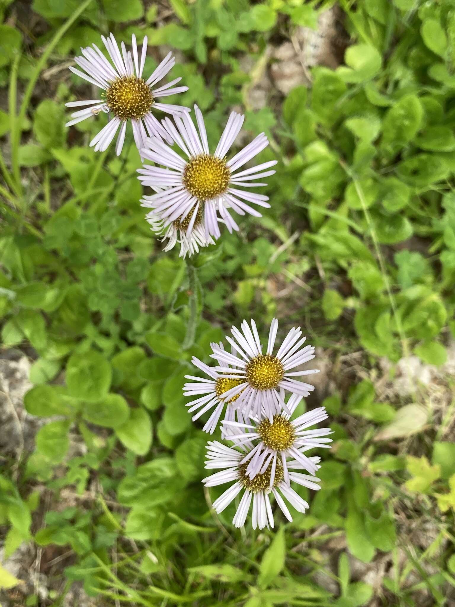 Plancia ëd <i>Erigeron <i>pulchellus</i></i> var. pulchellus